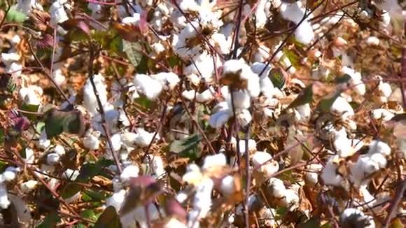 棉花植物准备收获4K视频的预览图
