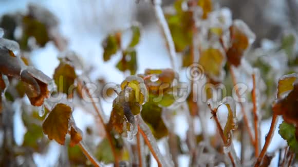 冬雨后被冰覆盖的树叶灌木视频的预览图