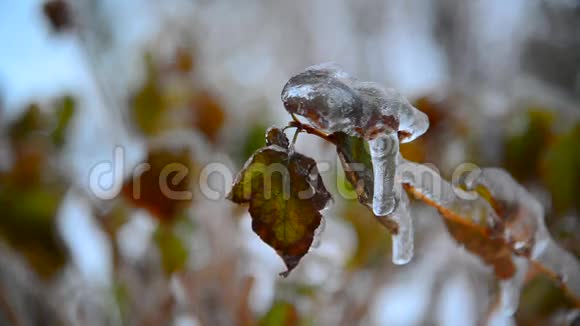 冬雨后被冰覆盖的树叶灌木视频的预览图