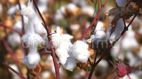 棉花植物准备收获4K视频的预览图