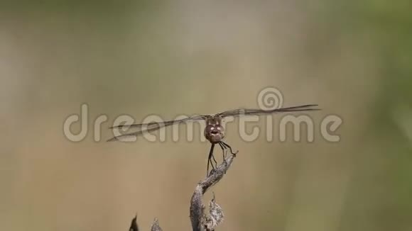 蜻蜓坐在干树枝上等待猎物视频的预览图