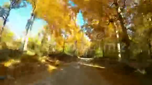 4kcar驶过秋林视频的预览图