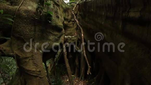 森林树根澳大利亚热带雨林景观视频的预览图