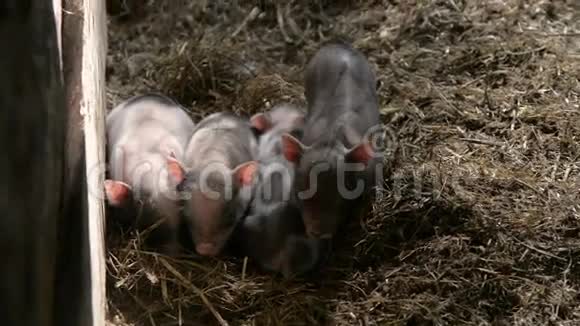 几只新出生的小猪互相睡觉一个人看着摄像机视频的预览图