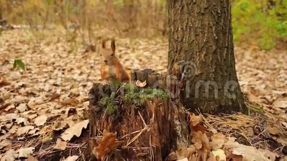 秋天森林里的松鼠视频的预览图