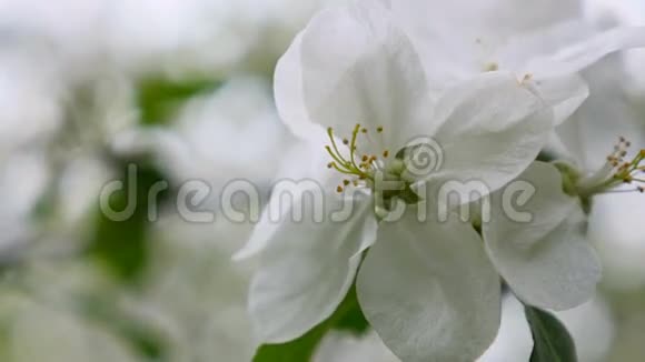 苹果树开花白花吹在风中视频的预览图