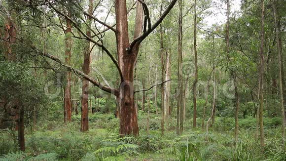 热带雨林景观属于温带雨林视频的预览图