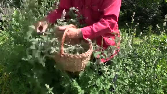 园艺师在花园里收集薄荷柠檬香膏视频的预览图