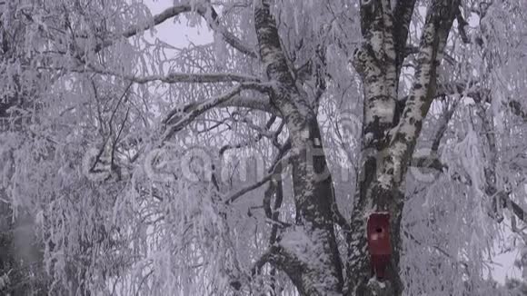 雪堆与桦树与鸟巢视频的预览图