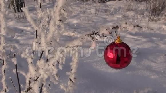 红色圣诞装饰品挂在覆盖着老草茎的霜霜上视频的预览图