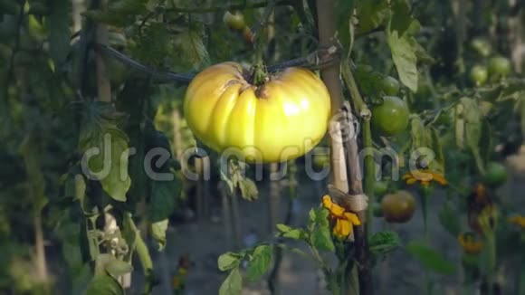 日落时番茄花坛带支撑杆的黄色西红柿视频的预览图