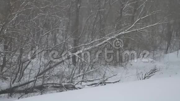 霜冻干燥的户外树枝冬季自然景观在雪林俄罗斯视频的预览图
