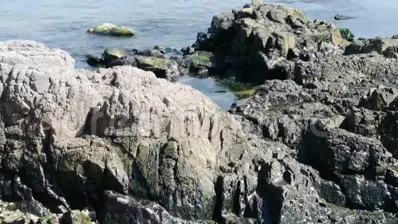 海洋水面及岩礁沿岸藻类海藻退潮砾石天际线视频的预览图