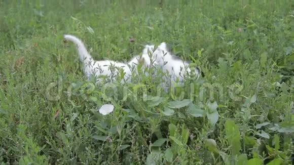 可爱的两只白色小猫在草坪上视频的预览图