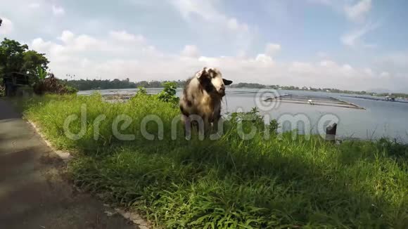 湖岸老羊在吃草视频的预览图