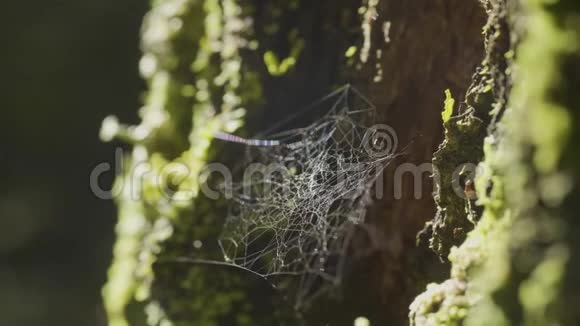 大蜘蛛网在树上在晨露上有天然的背景非常结实的蜘蛛网视频的预览图