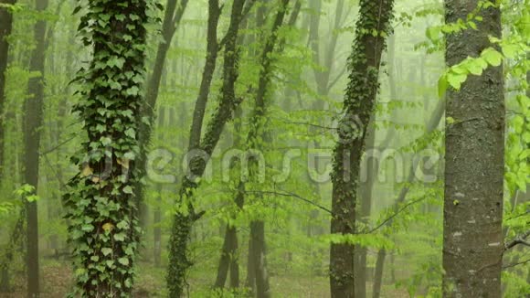 榉林中的强雾视频的预览图