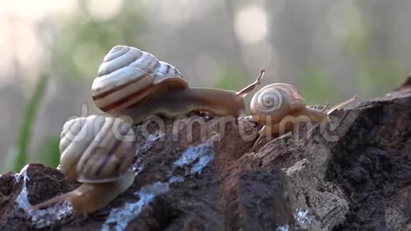 在斜坡上蜗牛转身的背后在深处全家都是蜗牛视频的预览图