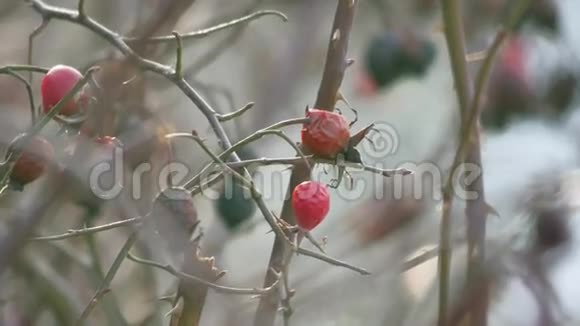 冬暖夏凉的玫瑰花丛视频的预览图