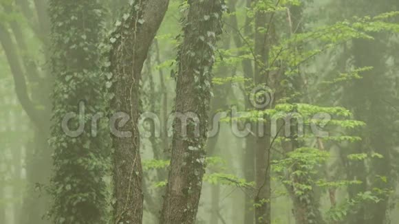 榉林中的强雾视频的预览图
