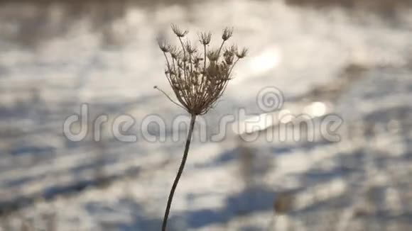 干燥的草在风中飞舞大自然冬天的雪景田野的阳光眩目的草原视频的预览图