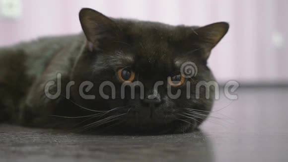 英国黑猫躺在地板上摆姿势拍照视频的预览图