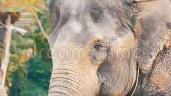 大象挥动耳朵和躯干移动泰国芭堤雅视频的预览图