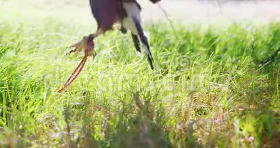 猎鹰栖息在绿草上视频的预览图