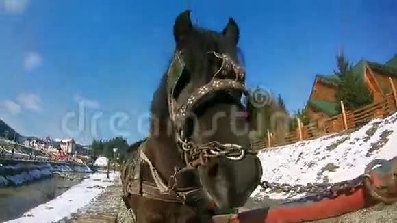 一匹马和一辆马车站着大马脸视频的预览图