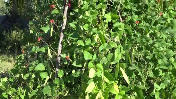高豆豆科植物灌木红色开花和豆荚生长在农场倾斜起来4K视频的预览图