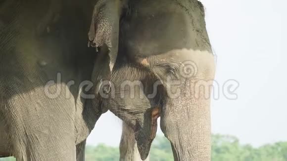 大象脸在国家公园奇旺尼泊尔视频的预览图