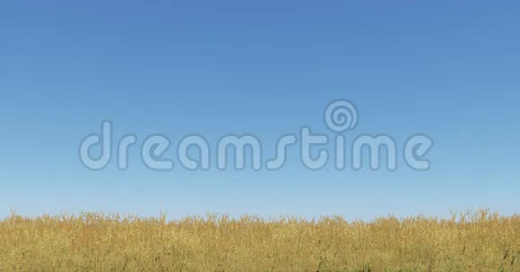 风中的4k芦苇和草中国高粱自然的秋天风景蓝天视频的预览图