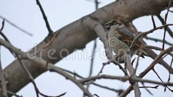 麻雀坐在树枝上吃鸟种冬天的自然视频的预览图