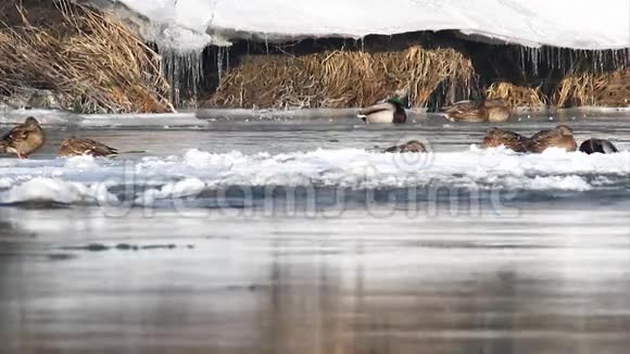 忙碌的冰冻河流上的野鸭视频的预览图