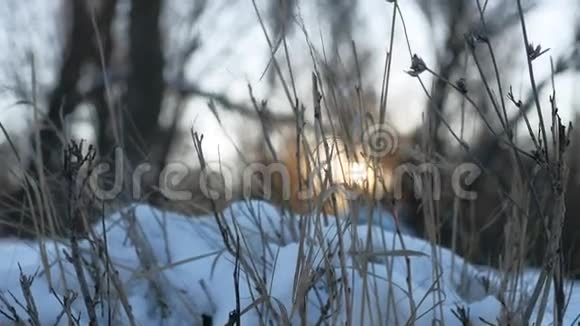 冬日里的干草在雪地里阳光的照射下视频的预览图