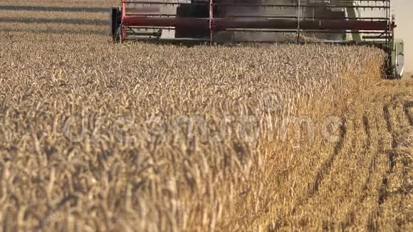 夏末农村农场的黑麦收获工作4K视频的预览图