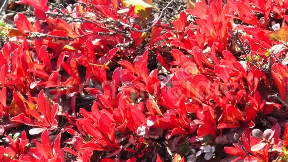 鲜红色的北方植物叶子在风中摇动视频的预览图