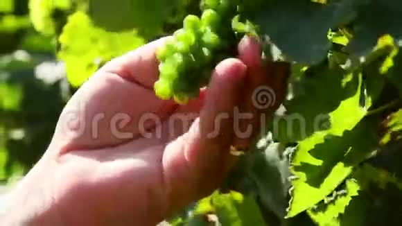 农夫在葡萄园里检查未熟的葡萄视频的预览图