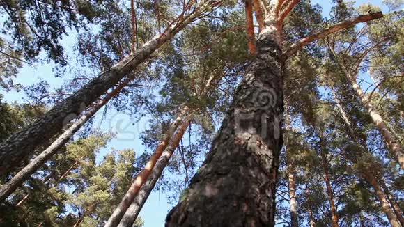 松林中的全景视频的预览图