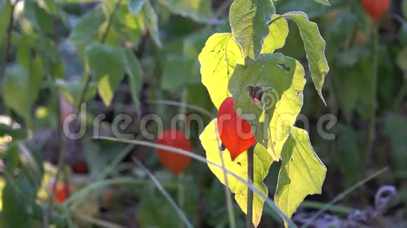 外壳番茄植物叶片和果实覆盖雾4K视频的预览图