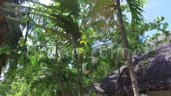旅游度假酒店的树木和平房屋顶视频的预览图
