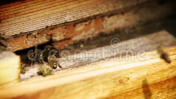 蜂房附近的疯狂蜜蜂昆虫进出他们的房子视频的预览图