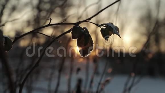 冬天在阳光明媚的背景下干燥的叶子慢速视频视频的预览图