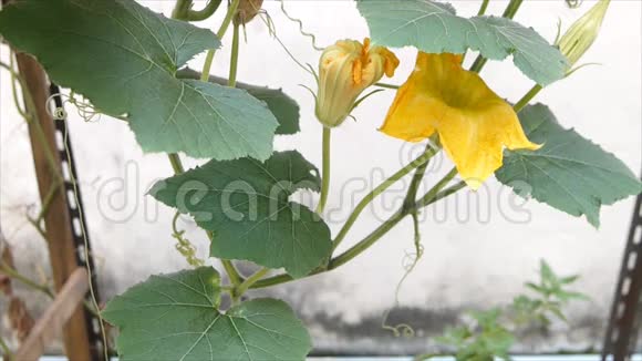 农场的黄色南瓜花和叶子视频的预览图