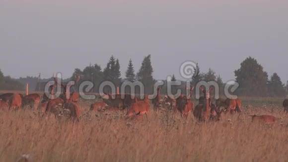 鹿群生长在围栏圈养的田野里4K视频的预览图