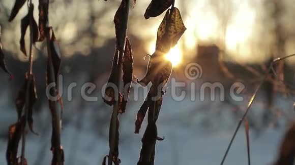 冬天在阳光明媚的背景下干燥的叶子慢速视频视频的预览图