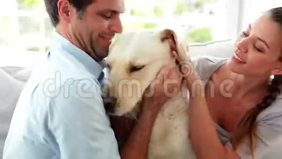 嘲笑一对夫妇把他们的拉布拉多狗放在沙发上视频的预览图