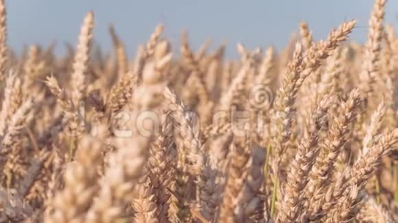 阳光下干燥的金色小麦穗状花序缓慢运动视频的预览图