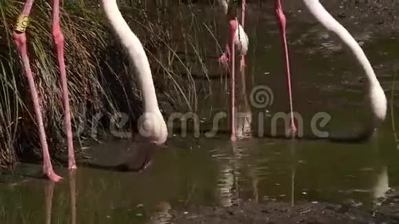 两个火烈鸟在池塘里喝水视频的预览图