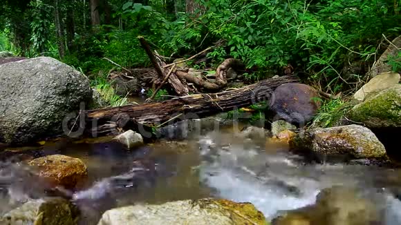 自然热带溪流场景视频的预览图